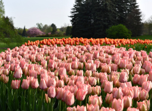 Tulipany w Łódzkim Ogrodzie Botanicznym